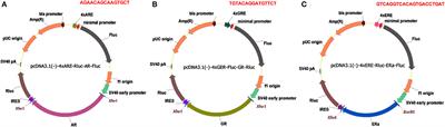 Quantitative Evaluation of the Transcriptional Activity of Steroid Hormone Receptor Mutants and Variants Using a Single Vector With Two Reporters and a Receptor Expression Cassette